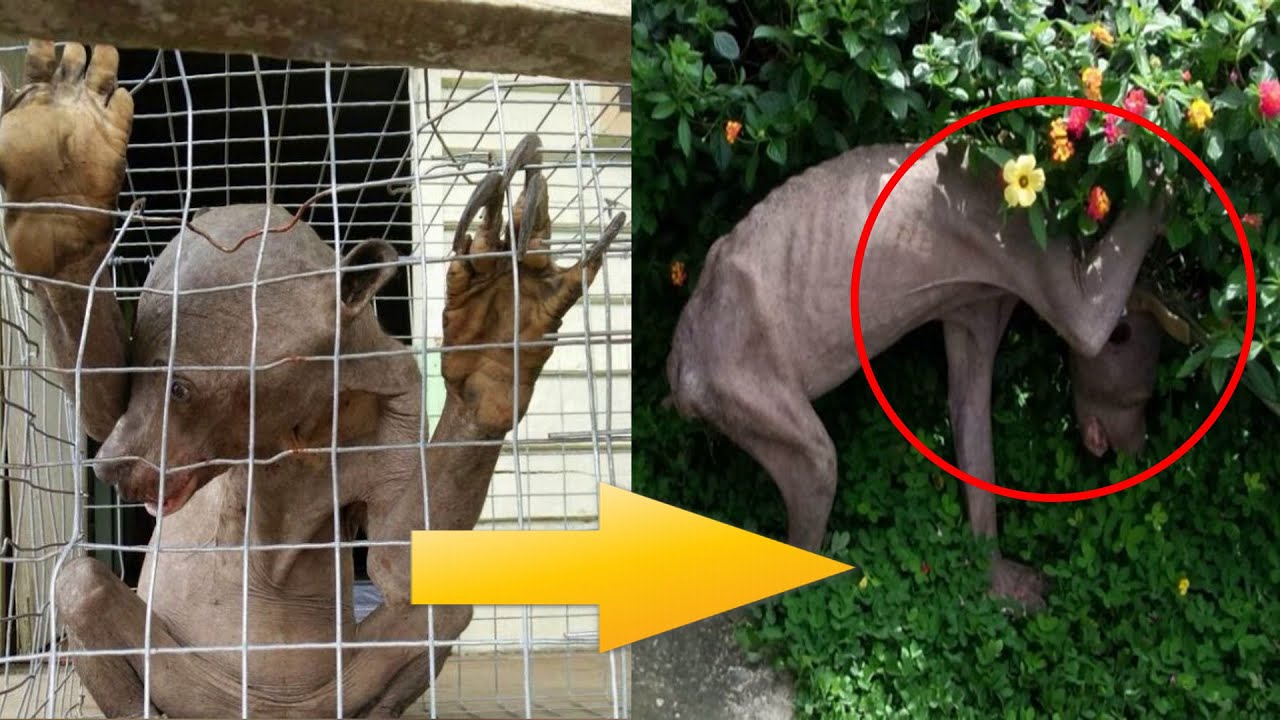 Бедняга кричал о пощаде, но люди били его палками