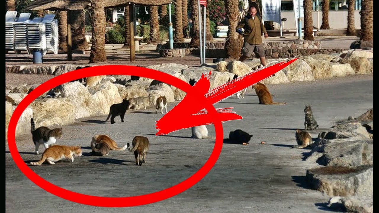 Дедушке дают 500 тыс. за КОТА